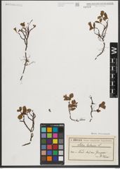 Foto von Salix herbacea L.